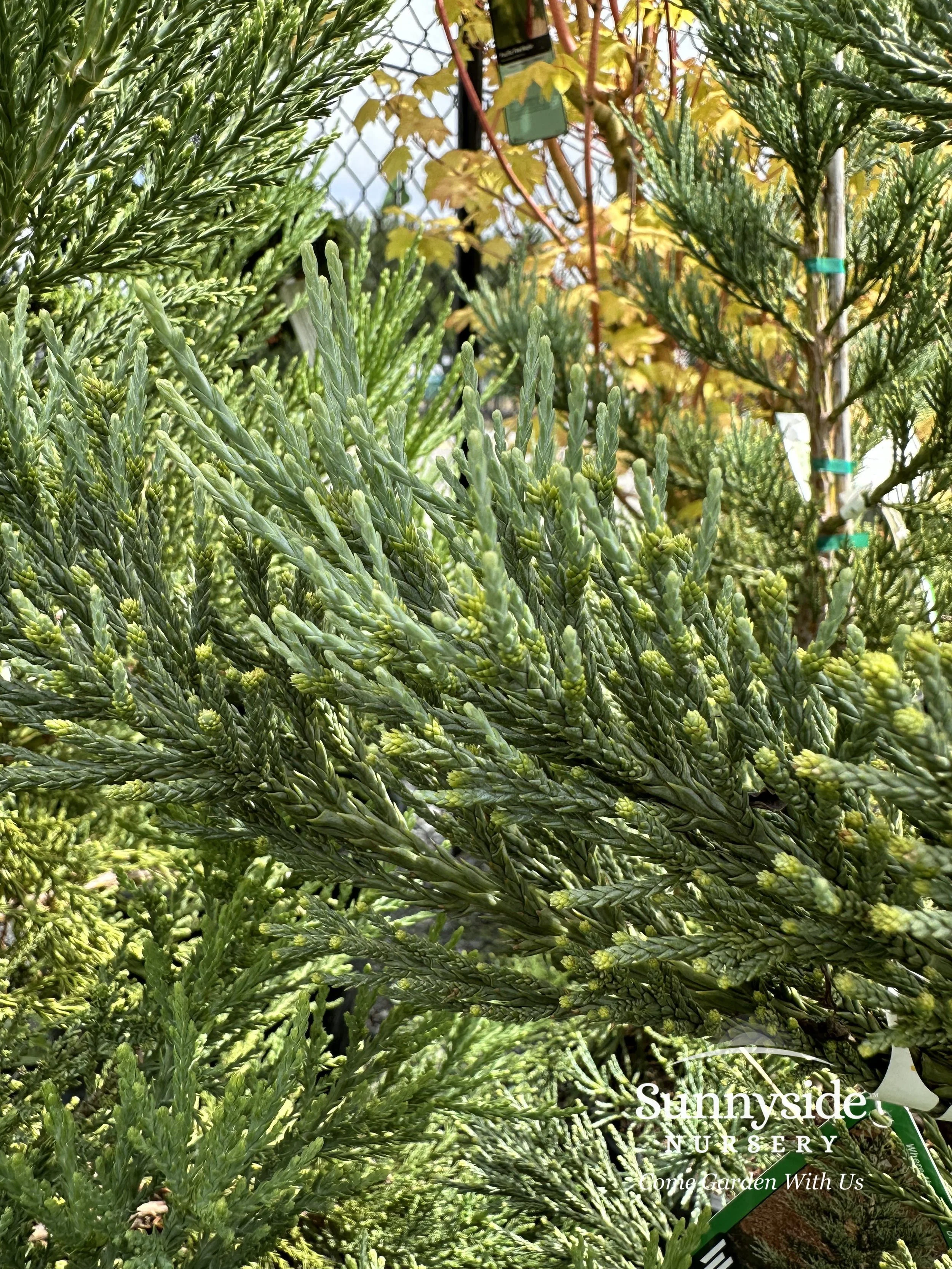 Sequoiadendron — Sunnyside Nursery
